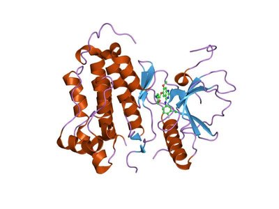 Receptor Tyrosine Kinase