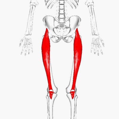 Rectus Femoris Muscle