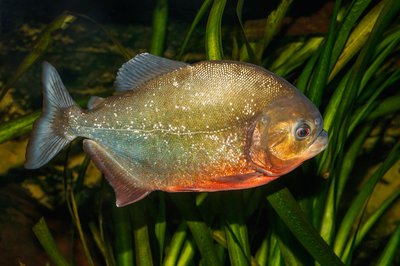 Red-bellied piranha