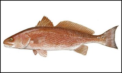 Red drum