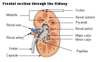 Renal Pelvis