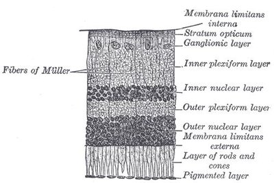 Retinal Pigment Epithelium