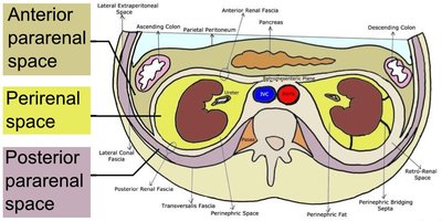 Retroperitoneal space