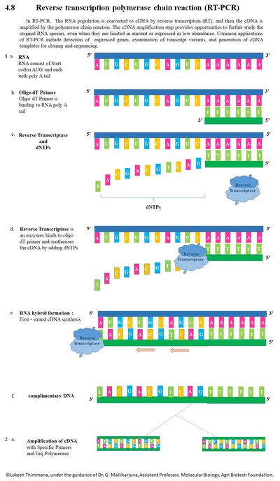 Reverse Transcription Polymerase Chain Reaction
