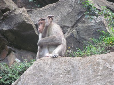 Rh Blood Group System