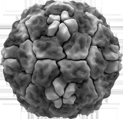 Rhinovirus
