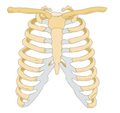 Rib Cage