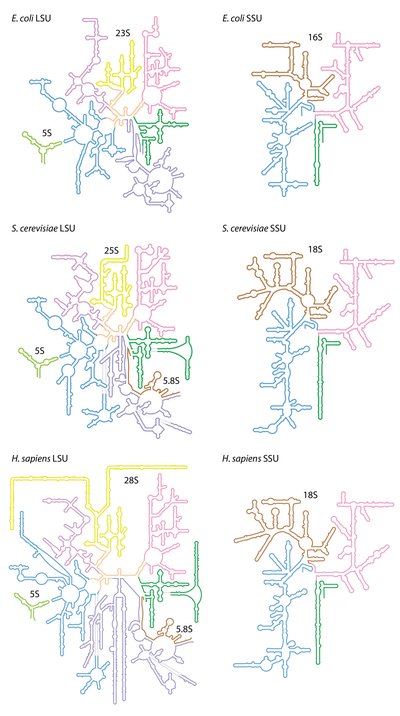 Ribosomal Rna