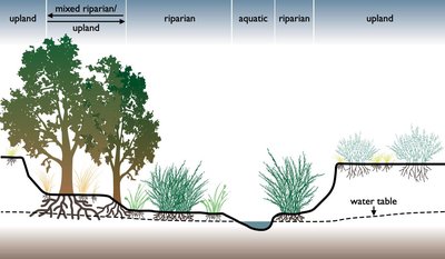 Riparian Zone