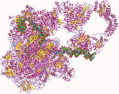Rna Polymerase