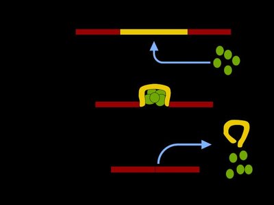 Rna Splicing