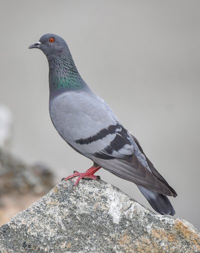 Rock Dove