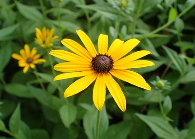 Rudbeckia Hirta