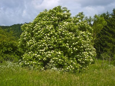 Sambucus Nigra