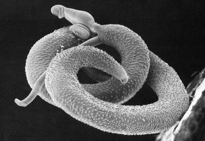 Schistosoma Mansoni