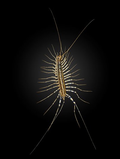 Scutigera coleoptrata