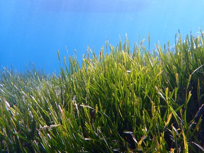 Seagrass
