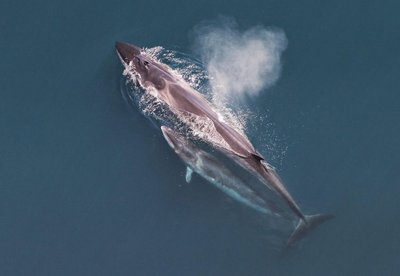 Sei whale