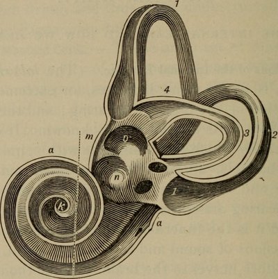 Semicircular Canals