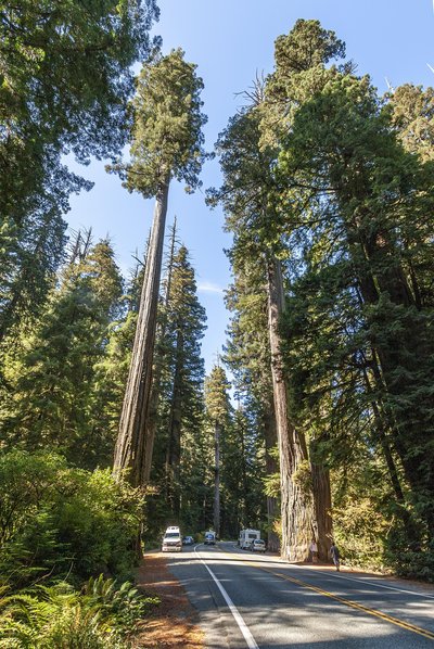 Sequoia Sempervirens
