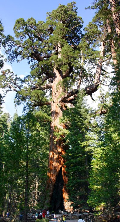Sequoiadendron Giganteum