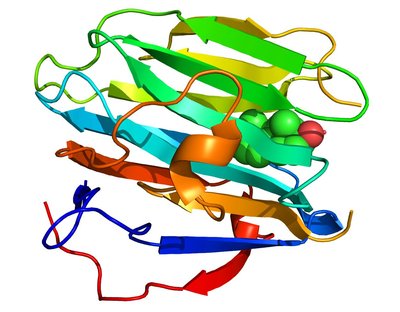 Sex Hormone-Binding Globulin