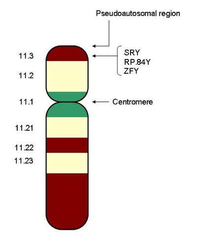 Sexual Differentiation In Humans