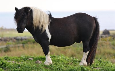 Shetland Pony