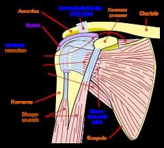 Shoulder Impingement Syndrome