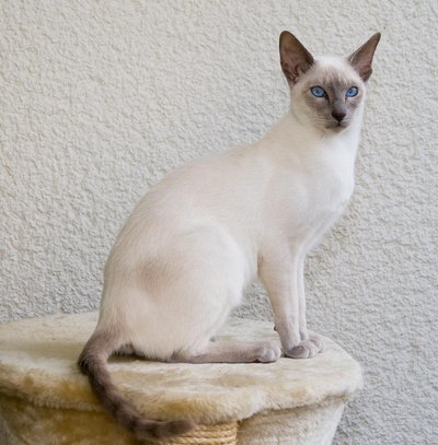 Siamese cat
