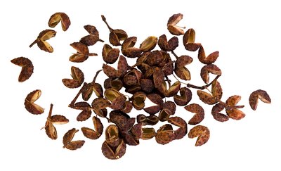 Sichuan pepper