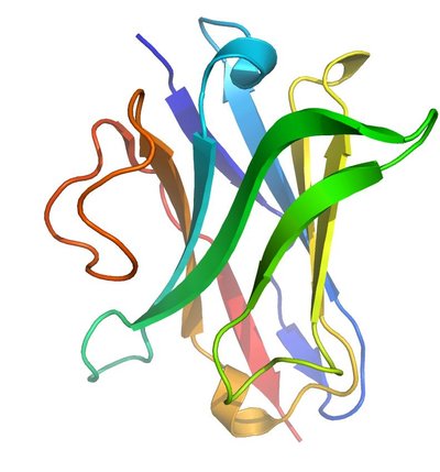 Single-Domain Antibody