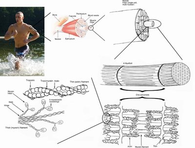 Skeletal Muscle