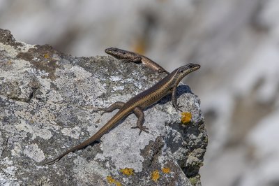 Skink