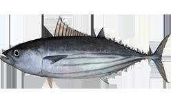 Skipjack tuna