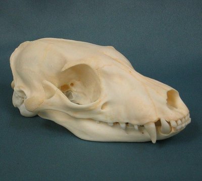 Skull