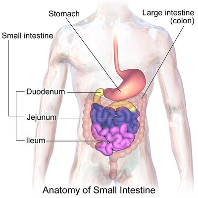 Small Intestine