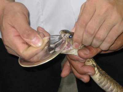 Snake Venom