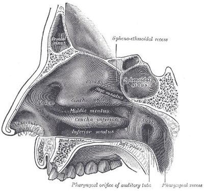 Soft Palate