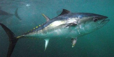 Southern bluefin tuna