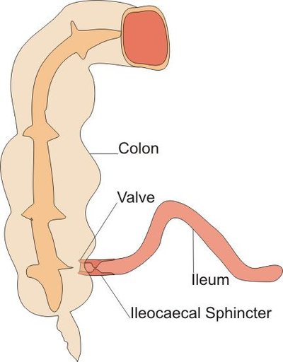 Sphincter