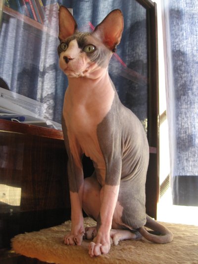 Sphynx cat