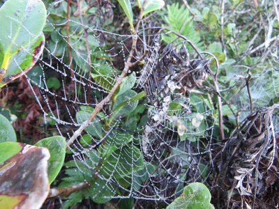 Spider web