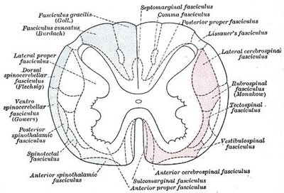 Spinothalamic Tract