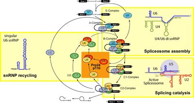 Spliceosome