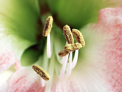 Stamen