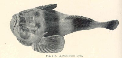Stargazer (Fish)