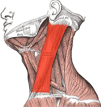 Sternocleidomastoid Muscle