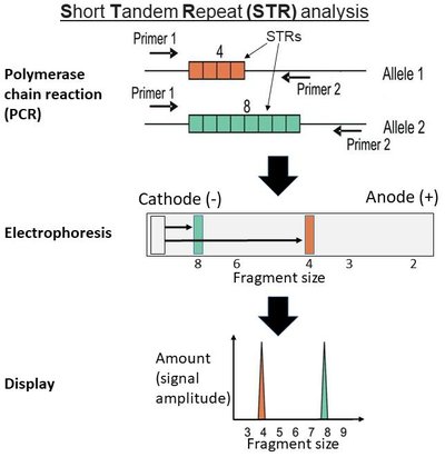 Str Analysis