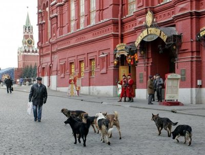 Street Dogs In Moscow